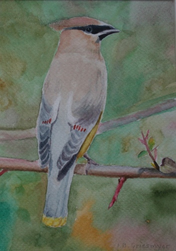 Cedar Waxwing - Original watercolor painting by Isabelle Griesmyer
